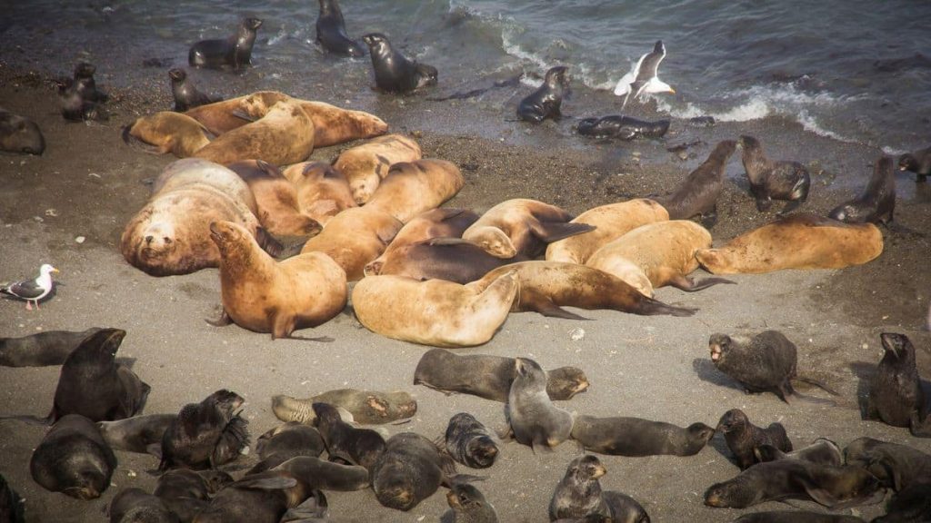 Misteri kematian anjing laut secara massal di pulau Siberia yang terpencil dan tak berpenghuni sedang diselidiki