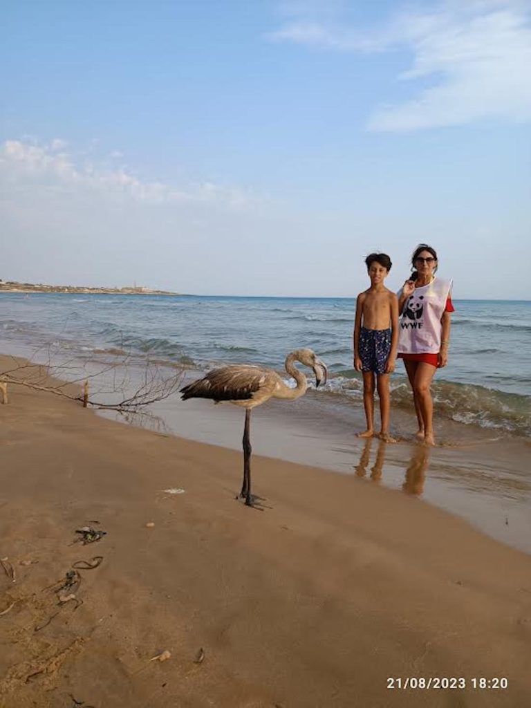 Sampieri, flamingo berteman dengan seorang anak dan beristirahat di pantai Scicli