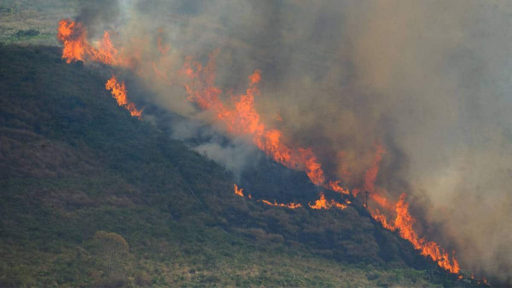 Asap dari kebakaran hutan dapat mempengaruhi otak, demikian temuan penelitian