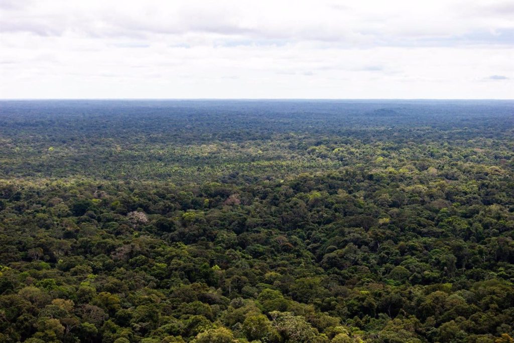 Ditemukan hidup tiga anak dan seorang bayi yang hilang lebih dari dua minggu lalu di hutan Kolombia